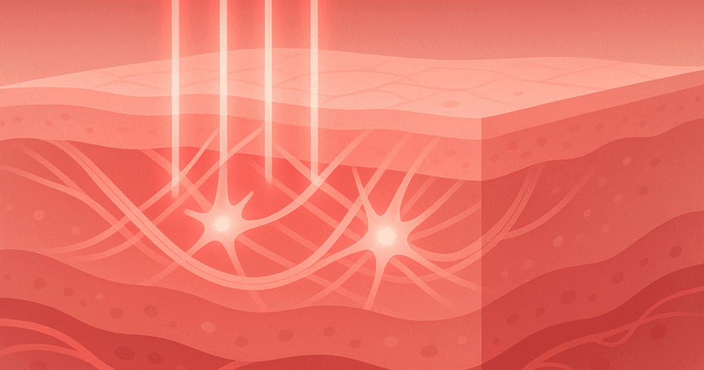 Red light therapy (620–750 nm) beams penetrate skin layers, activating fibroblasts and collagen fibers to firm skin and boost circulation.